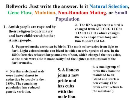 Bellwork: Just write the answer. Is it Natural Selection, Gene Flow, Mutation, Non-Random Mating, or Small Population 1. Amish people are required by their.