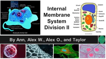 Internal Membrane System Division II By Ann, Alex W., Alex O., and Taylor.