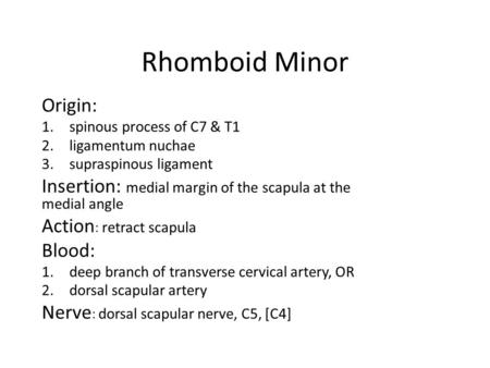 Rhomboid Minor Origin: