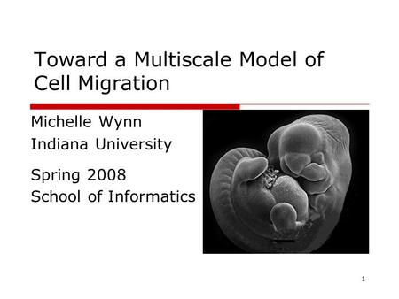 1 Toward a Multiscale Model of Cell Migration Michelle Wynn Indiana University Spring 2008 School of Informatics.
