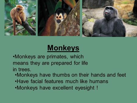 Monkeys Monkeys are primates, which means they are prepared for life in trees. Monkeys have thumbs on their hands and feet Have facial features much like.
