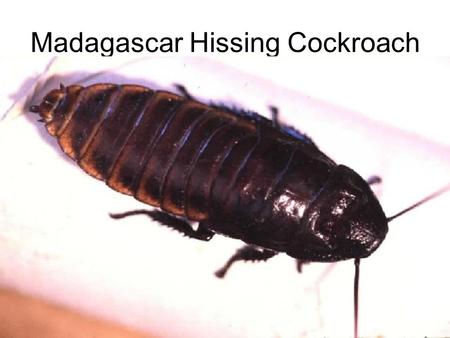 Madagascar Hissing Cockroach. Life History Female hissing roaches lay their eggs in a purse-like capsule known as an ootheca. This egg case is retained.