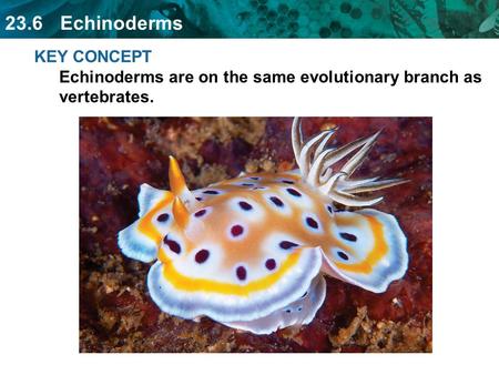 23.6 Echinoderms KEY CONCEPT Echinoderms are on the same evolutionary branch as vertebrates.
