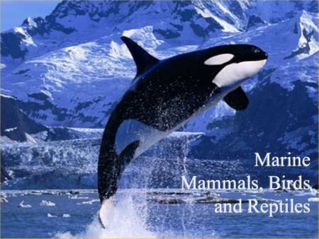 Marine Mammals, Birds and Reptiles To the Land and Back  350 MYA - Tetrapods evolve from fish  Need:  Lungs  Forelimbs  Ability to avoid drying.