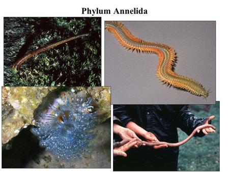 Phylum Annelida. Terrestrial, marine, freshwater. Repeating segments. Triploblastic, true coelomate Complete gut, closed circulatory system, well developed.