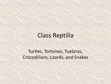 Class Reptilia Turtles, Tortoises, Tuataras, Crocodilians, Lizards, and Snakes.
