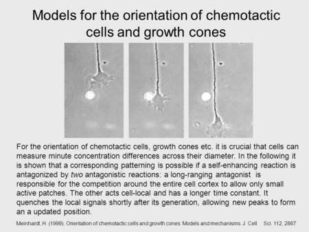 Models for the orientation of chemotactic cells and growth cones For the orientation of chemotactic cells, growth cones etc. it is crucial that cells can.