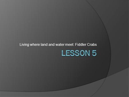 Living where land and water meet: Fiddler Crabs