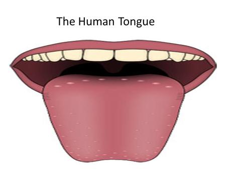 The Human Tongue. The Tongue The various tasks our tongue is responsible for, the different parts of the human tongue, How many taste buds are on the.