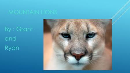 Mountain Lions By : Grant and Ryan.