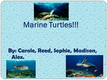 Marine Turtles!!! By: Carole, Reed, Sophie, Madison, Alex.