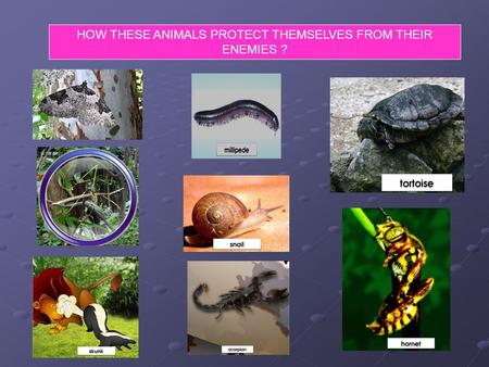 HOW THESE ANIMALS PROTECT THEMSELVES FROM THEIR ENEMIES ?