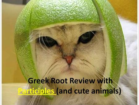 Greek Root Review with Participles (and cute animals)