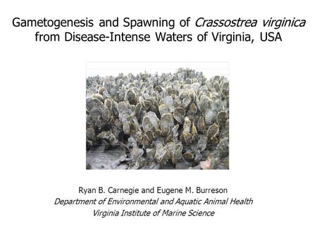 Ryan B. Carnegie and Eugene M. Burreson Department of Environmental and Aquatic Animal Health Virginia Institute of Marine Science Gametogenesis and Spawning.