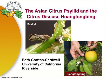 The Asian Citrus Psyllid and the Citrus Disease Huanglongbing Psyllid Huanglongbing M. Rogers Beth Grafton-Cardwell University of California Riverside.