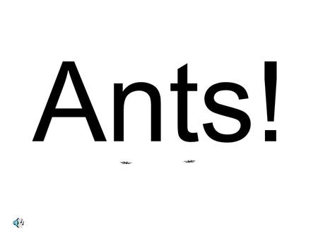 Ants!. Ants are everywhere ! Can you think of anywhere You won’t see an ant?