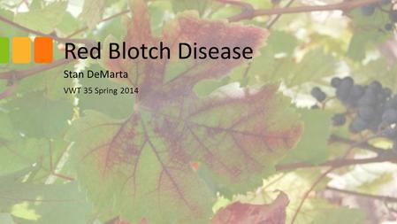 Red Blotch Disease Stan DeMarta VWT 35 Spring 2014.
