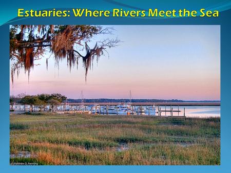 Estuaries: Where Rivers Meet the Sea