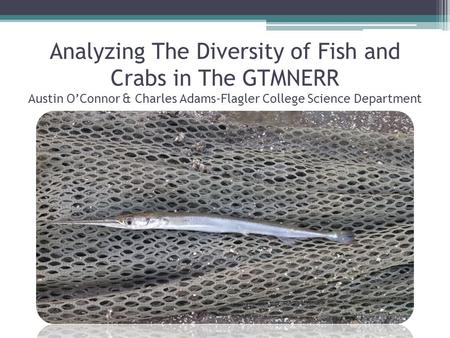 Analyzing The Diversity of Fish and Crabs in The GTMNERR Austin O’Connor & Charles Adams-Flagler College Science Department.