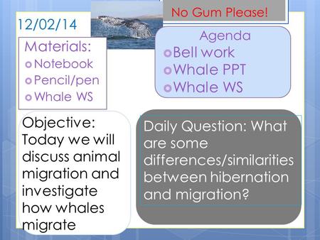 Bell work Whale PPT Whale WS 12/02/14 Materials: Objective: