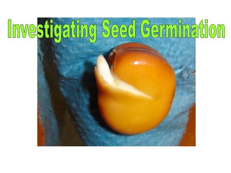Germinating broad bean seed ( it doesn’t matter which way up the seed is put- the roots will grow down and the stem will grow up!)