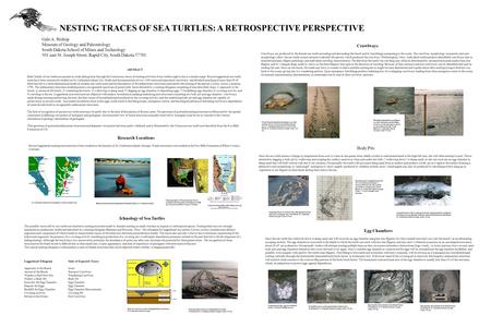 NESTING TRACES OF SEA TURTLES: A RETROSPECTIVE PERSPECTIVE Gale A. Bishop Museum of Geology and Paleontology South Dakota School of Mines and Technology.