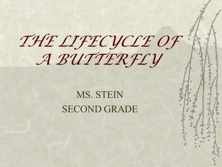 THE LIFECYCLE OF A BUTTERFLY MS. STEIN SECOND GRADE.