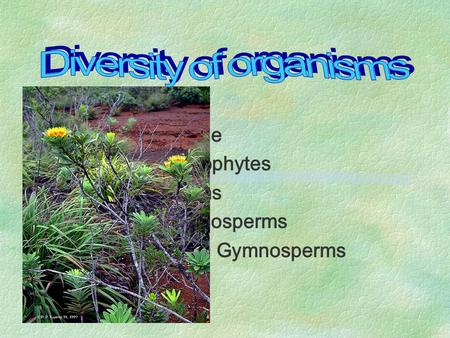 ~ Algae ~ Bryophytes ~ Ferns ~ Angiosperms ~ Gymnosperms