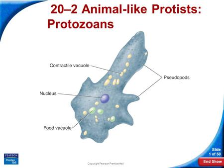 End Show Slide 1 of 50 Copyright Pearson Prentice Hall 20–2 Animal-like Protists: Protozoans.