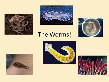 The Worms!. Three Phyla of Worms Flatworms – Phylum Platyhelminthes Roundworms – Phylum Nematoda Segmented worms – Phylum Annelida.