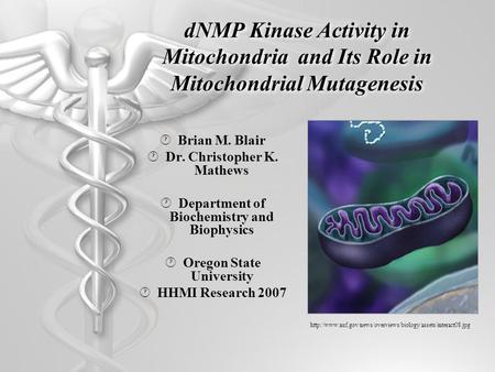DNMP Kinase Activity in Mitochondria and Its Role in Mitochondrial Mutagenesis  Brian M. Blair  Dr. Christopher K. Mathews  Department of Biochemistry.
