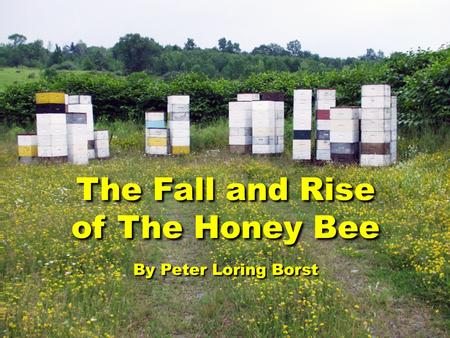 The Fall and Rise of The Honey Bee