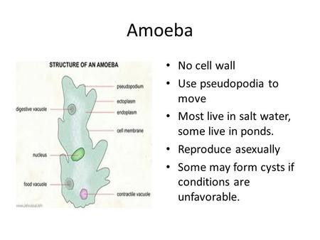 Amoeba No cell wall Use pseudopodia to move Most live in salt water, some live in ponds. Reproduce asexually Some may form cysts if conditions are unfavorable.