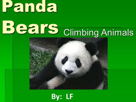 Panda Bears Climbing Animals Climbing Animals By: LF.