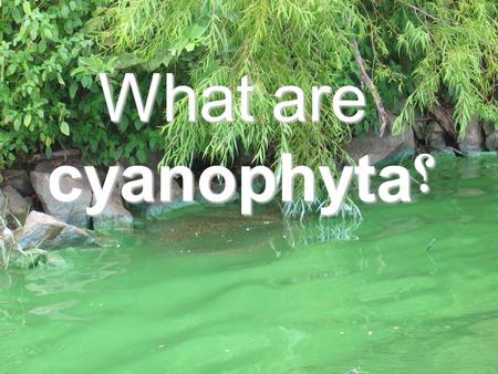 What are cyanophyta؟.