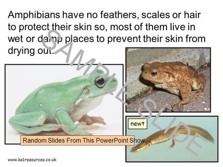 Www.ks1resources.co.uk Amphibians have no feathers, scales or hair to protect their skin so, most of them live in wet or damp places to prevent their skin.