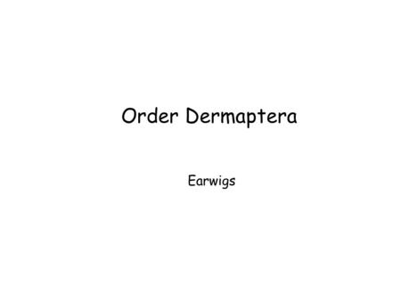Order Dermaptera Earwigs. Order Dermaptera Simple metamorphosis Chewing mouthparts Large pincers on abdomen Some are predaceous Some detritivores.