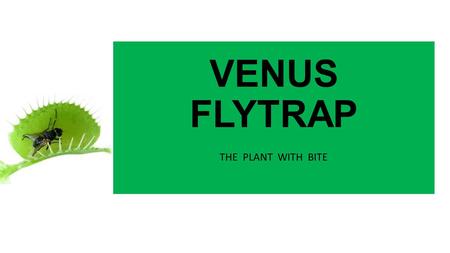 VENUS FLYTRAP THE PLANT WITH BITE. Imagine a plant that eats living things. Do you picture a plant that looks as if it came from another planet? Think.
