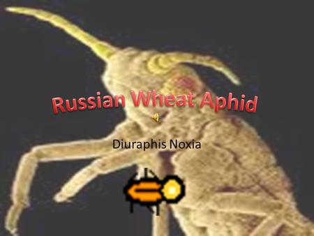Diuraphis Noxia Name Kingdom: Animalia Phylum: Arthropoda Class: Insecta Binomial Nomenclature: Diuraphis noxia.