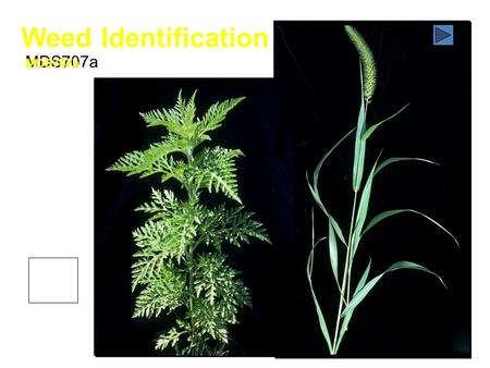Weed Identification MDS707a This material was prepared by Ken McPheeters, Information Technology and Communication Services, and David Pike, Department.