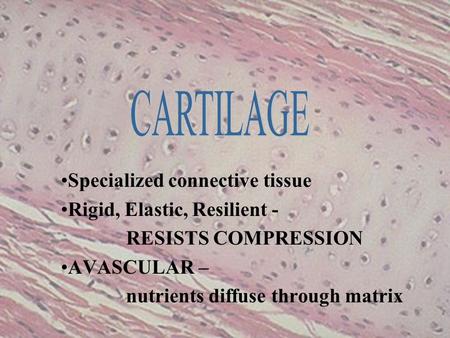 CARTILAGE Specialized connective tissue Rigid, Elastic, Resilient -