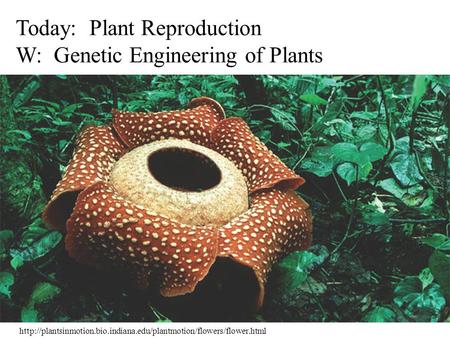 Today: Plant Reproduction W: Genetic Engineering of Plants.