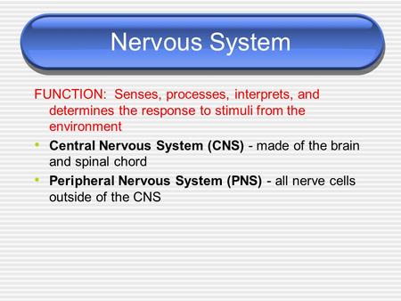 Nervous System FUNCTION: Senses, processes, interprets, and determines the response to stimuli from the environment Central Nervous System (CNS) - made.