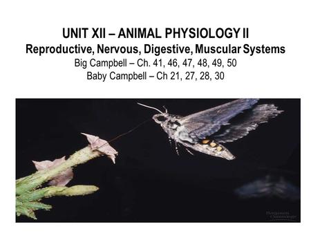 UNIT XII – ANIMAL PHYSIOLOGY II Reproductive, Nervous, Digestive, Muscular Systems Big Campbell – Ch. 41, 46, 47, 48, 49, 50 Baby Campbell – Ch 21, 27,