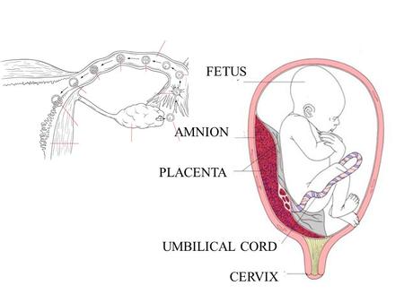 FETUS PLACENTA UMBILICAL CORD CERVIX AMNION. Functions of the Placenta Slide 16.55 Copyright © 2003 Pearson Education, Inc. publishing as Benjamin.