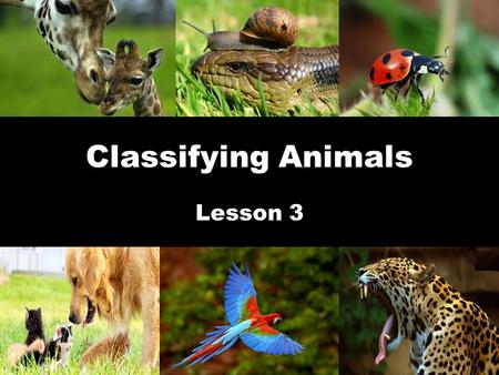 Classifying Animals Lesson 3.