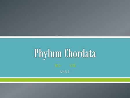 Phylum Chordata Unit 4.