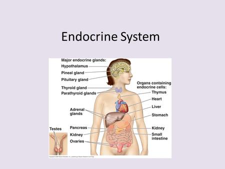Endocrine System. Crash Course Review of Endocrine System  4q3o  4q3o This.