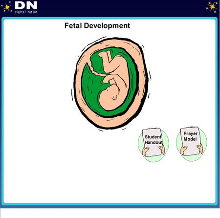Fetal Development. Lesson Objective The student will explain the development of a fetus in the uterus. Subobjective 1: The student will describe the different.