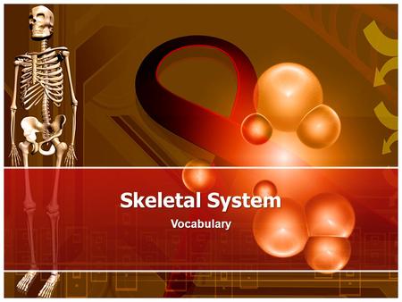 Skeletal System Vocabulary. Imagine a giant skyscraper reaching up into the sky. Up at the very top there are hundreds of workers busy doing their jobs.